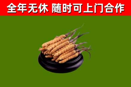 宁蒗烟酒回收冬虫夏草.jpg