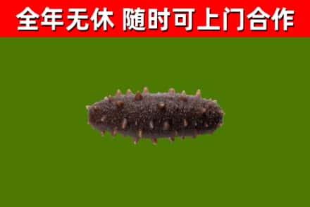 宁蒗烟酒回收干海参.jpg